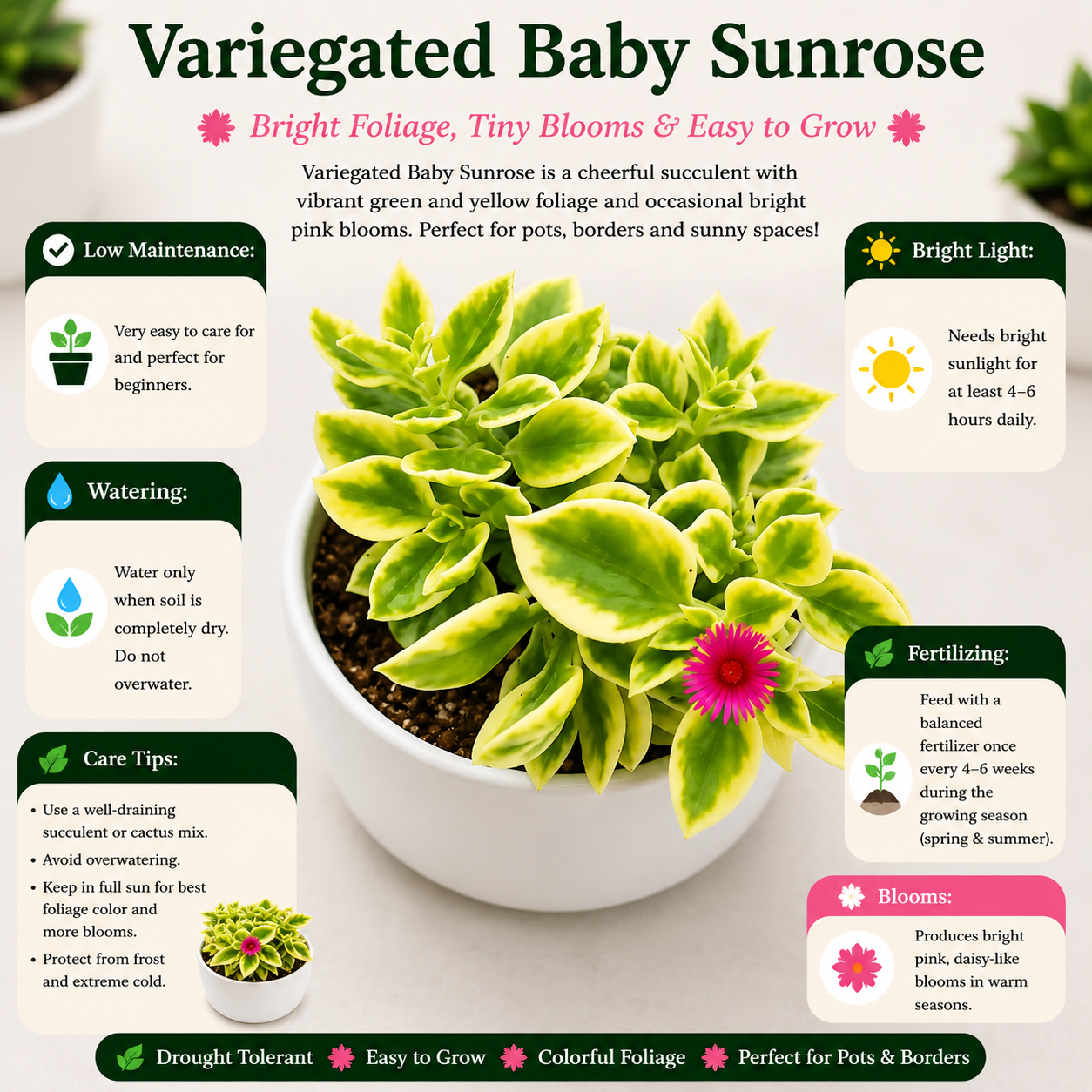 VARIEGATED BABY SUNROSE