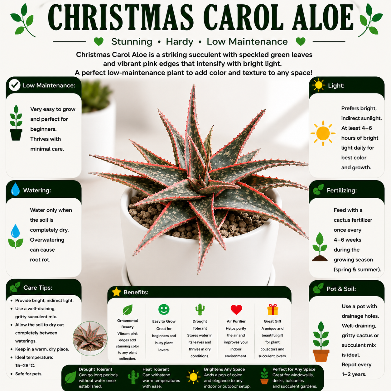 Christmas Carol Aloe