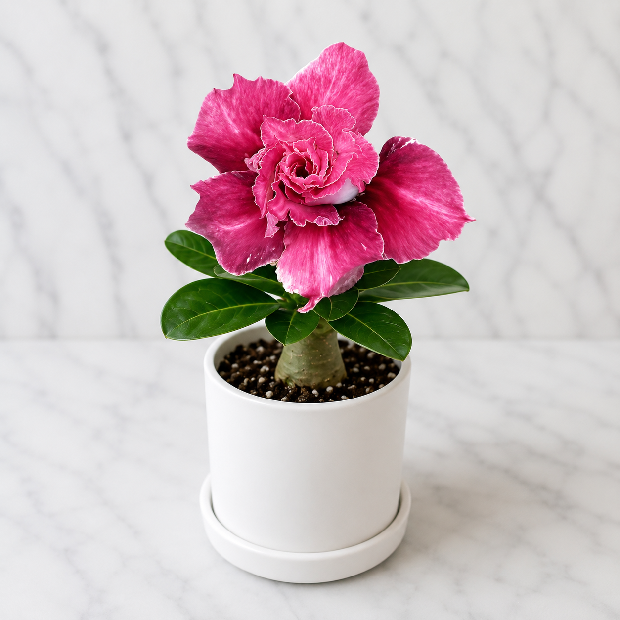 Adenium R429