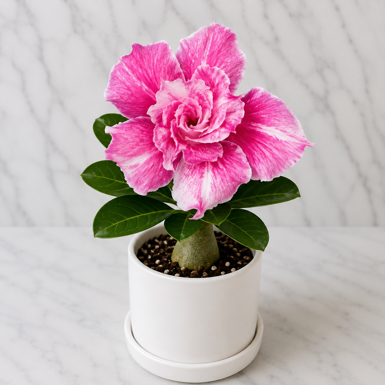 Adenium R428