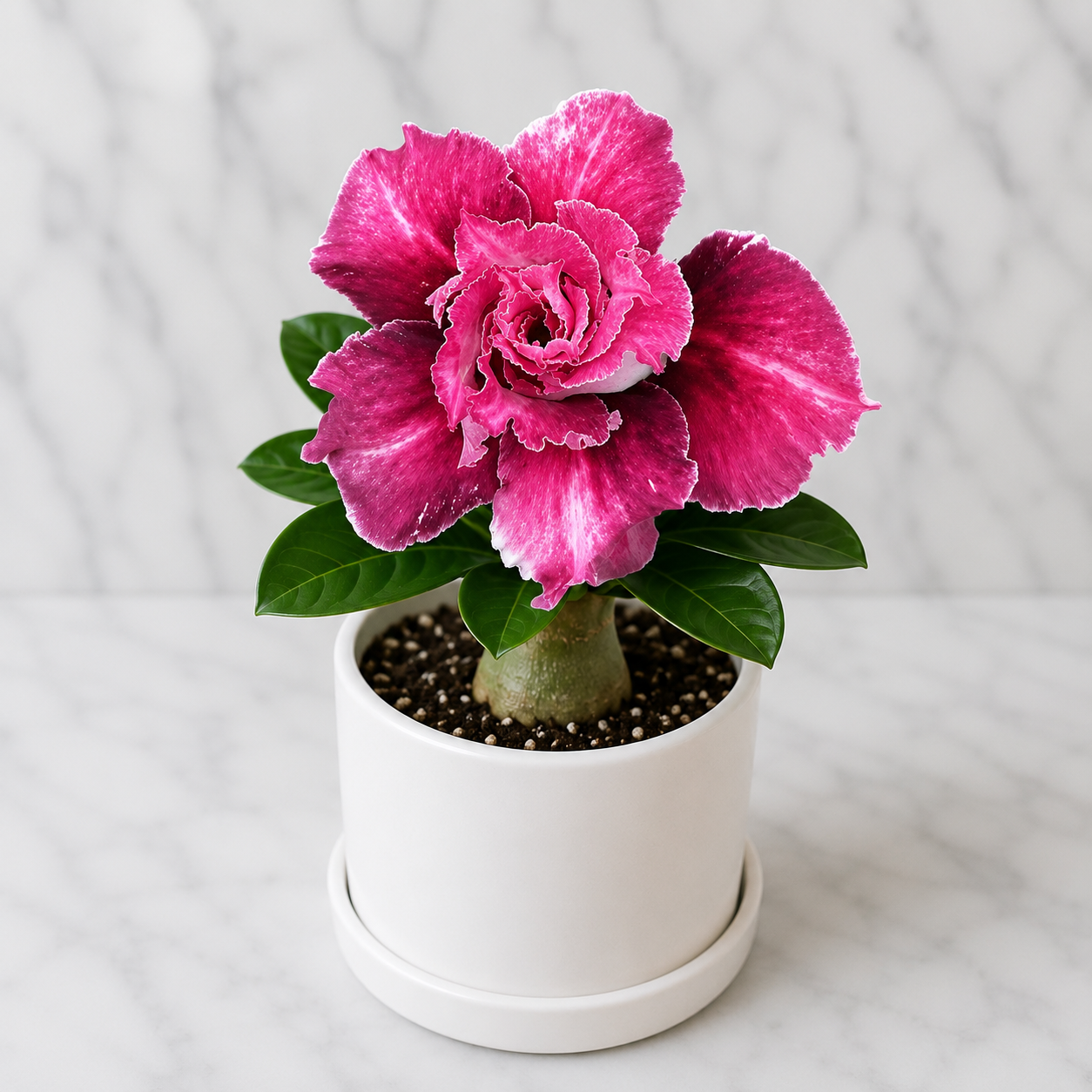 Adenium R429