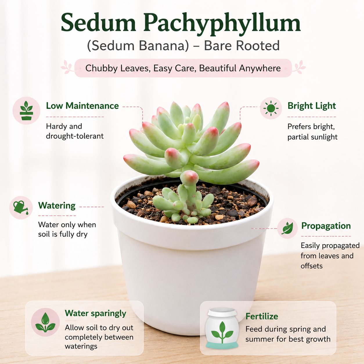 Premium Succulent Combo 1 – (Set of 6)