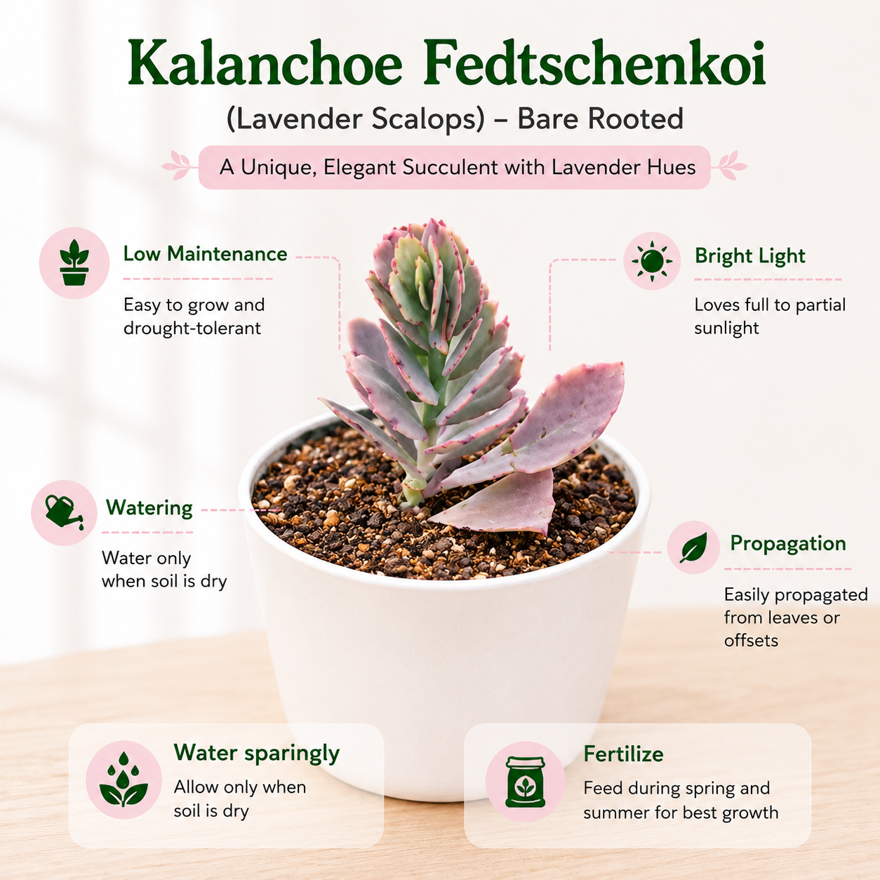 Premium Succulent Combo 1 – (Set of 6)