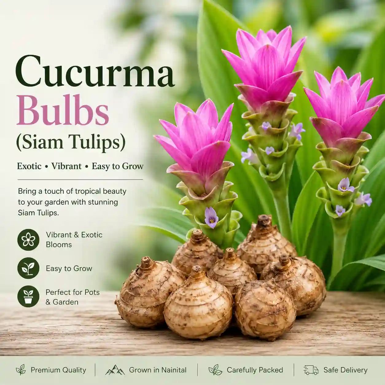 Cucurma Bulbs (Siam Tulips)