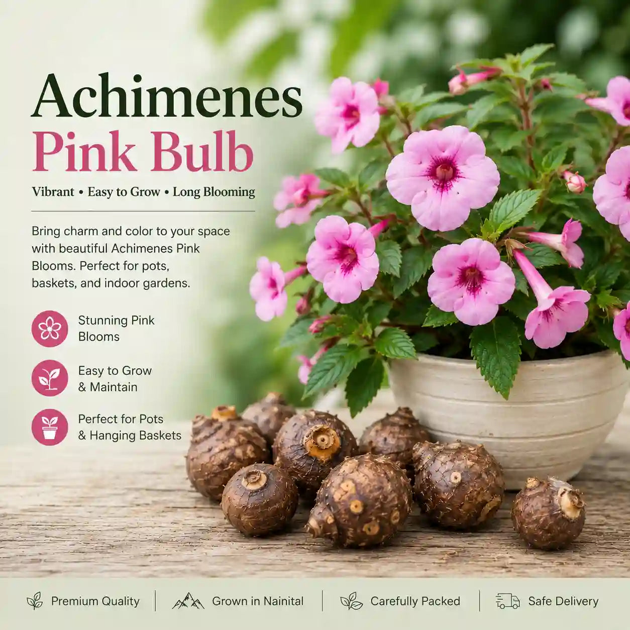 Achimenes Pink Bulb