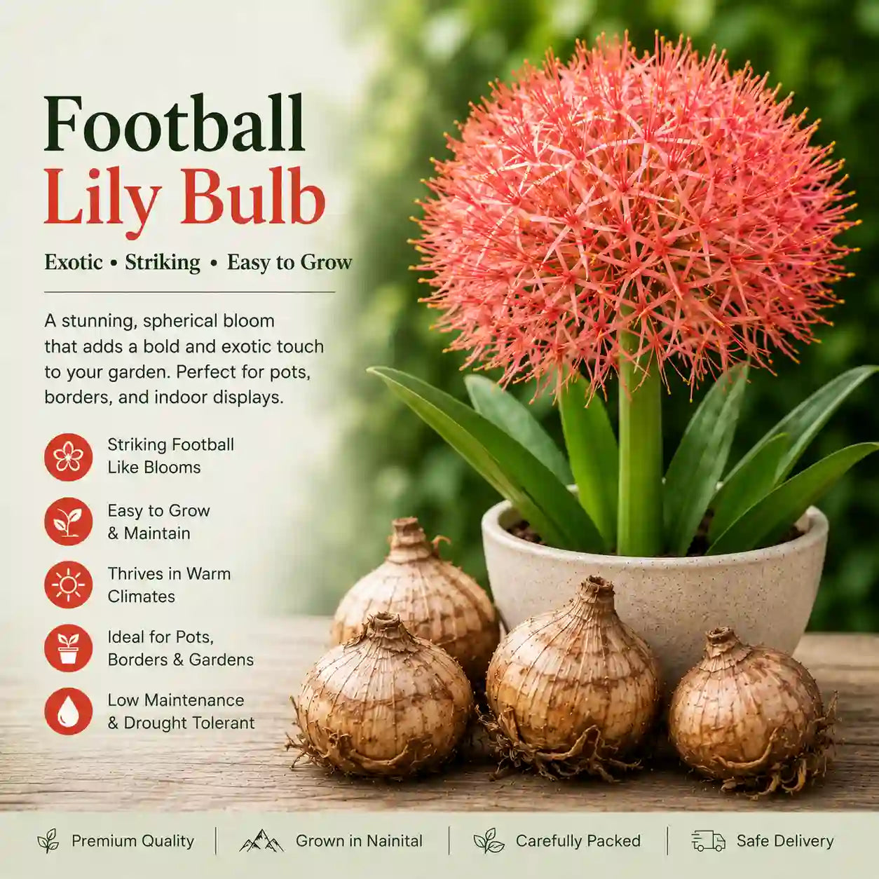 Football Lily Bulb