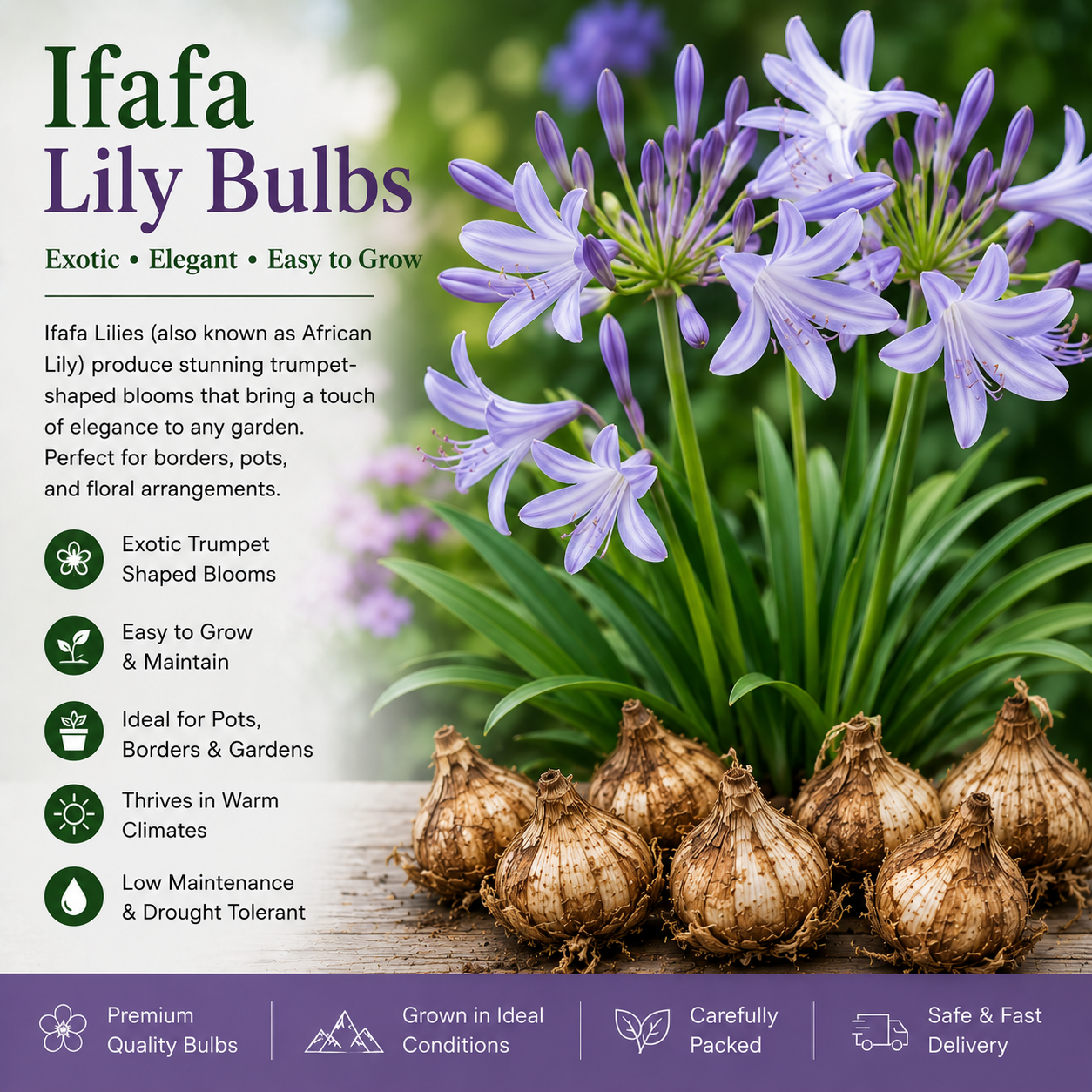 Ifafa Lily Bulbs