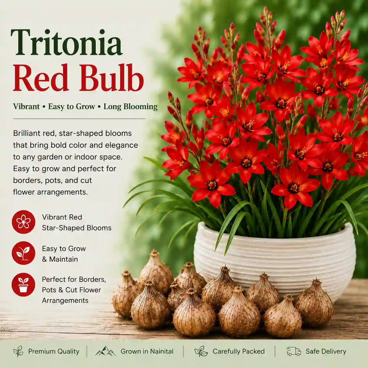 Tritonia Red Bulbs