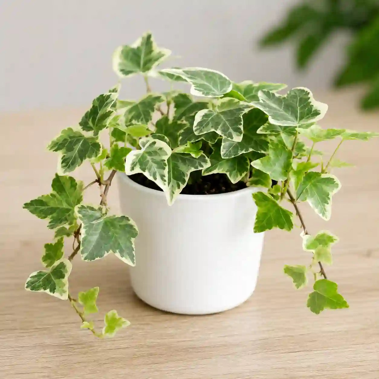 English ivy