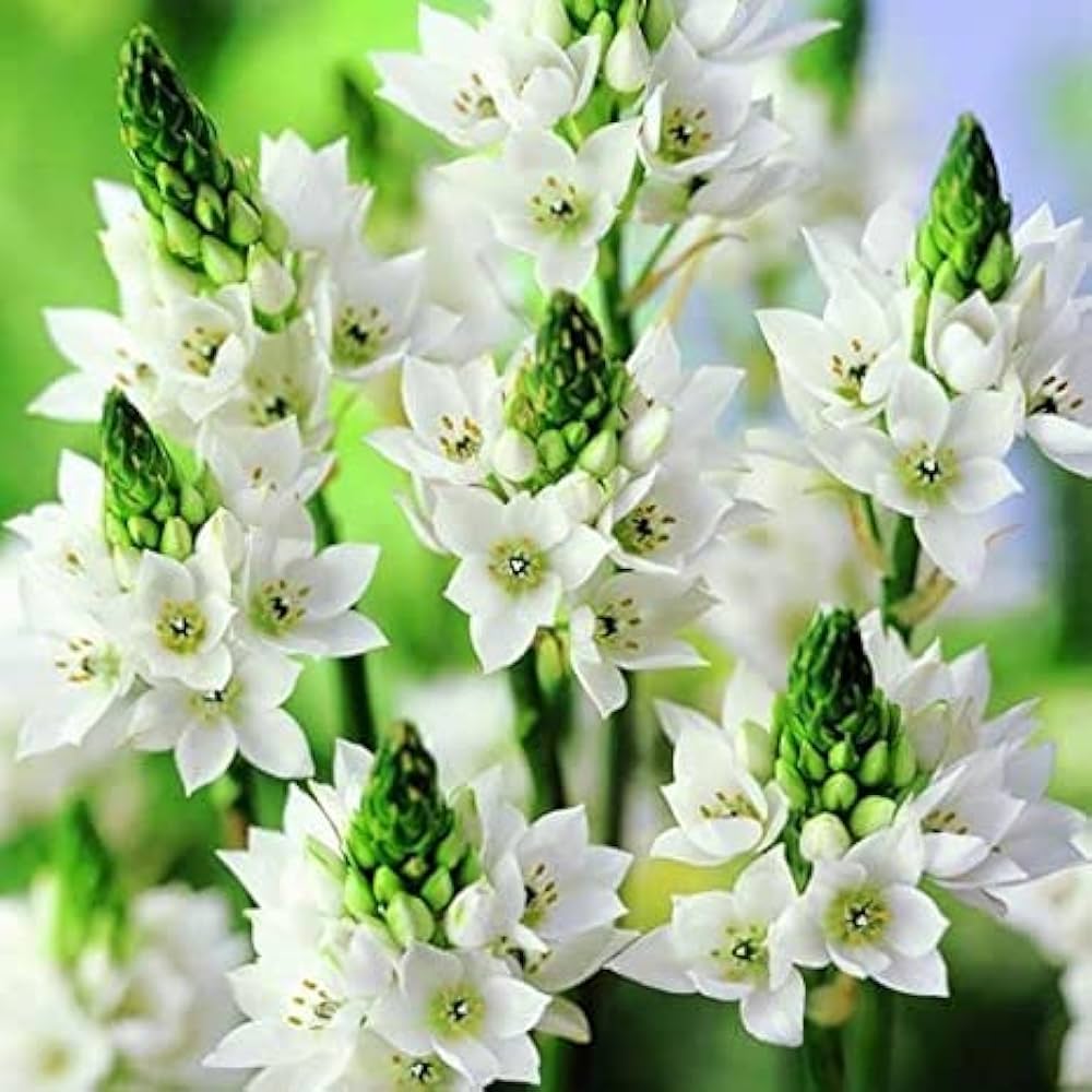 Chinchirinchi Flower Bulb