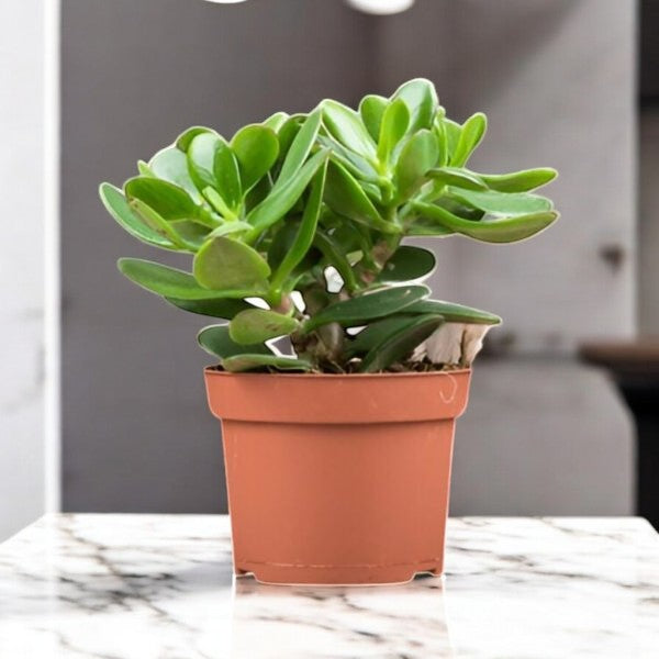 Crassula Jade Plant
