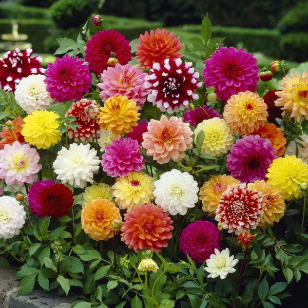 Dahila Mix Hybrid Seeds (25 seeds)