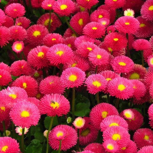 Daisy Red Bellis Hybrid Seeds (10 Seeds)