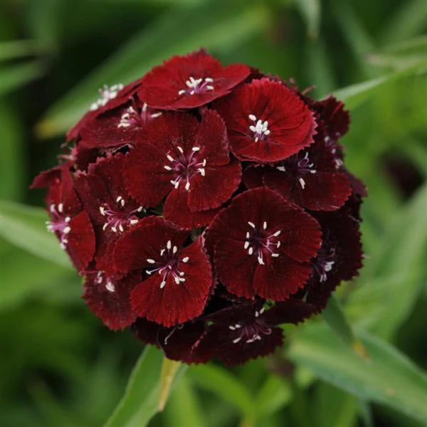 Dianthus black cherry hybrid Seeds (30-40 seeds)