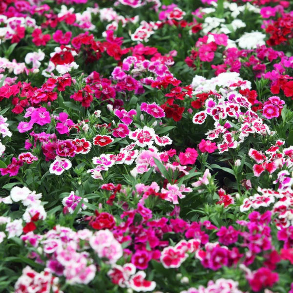 Dianthus Mixed Seed (40 Seeds)