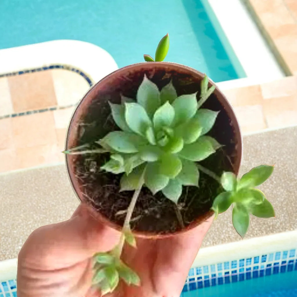 ECHIEVERIA GRAPTO