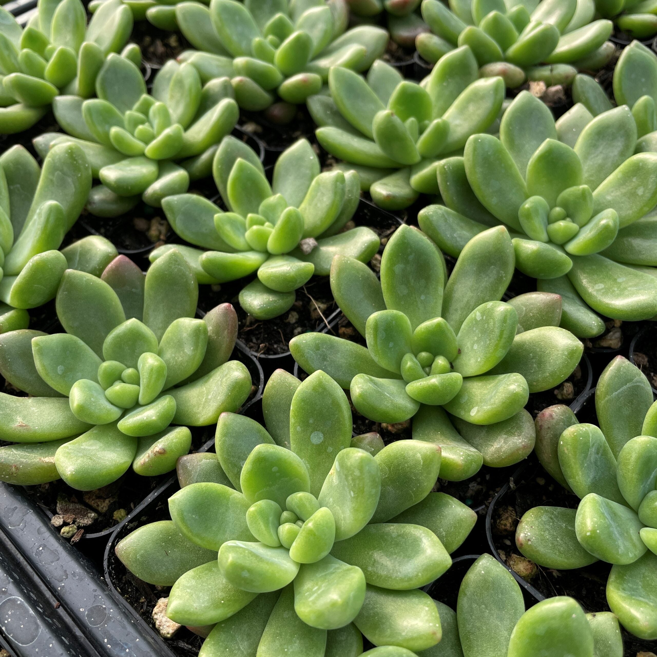 GREEN BABY ECHIEVERIA