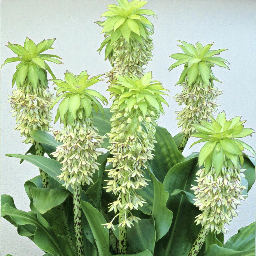 Eucharis Lily Bulb