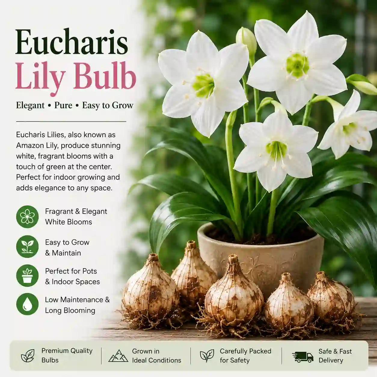 Eucharis Lily Bulbs with a potted plant and descriptive text on a white background