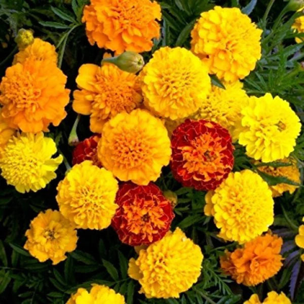 FRENCH MARIGOLD HYBRID SEEDS (40-50 seeds)