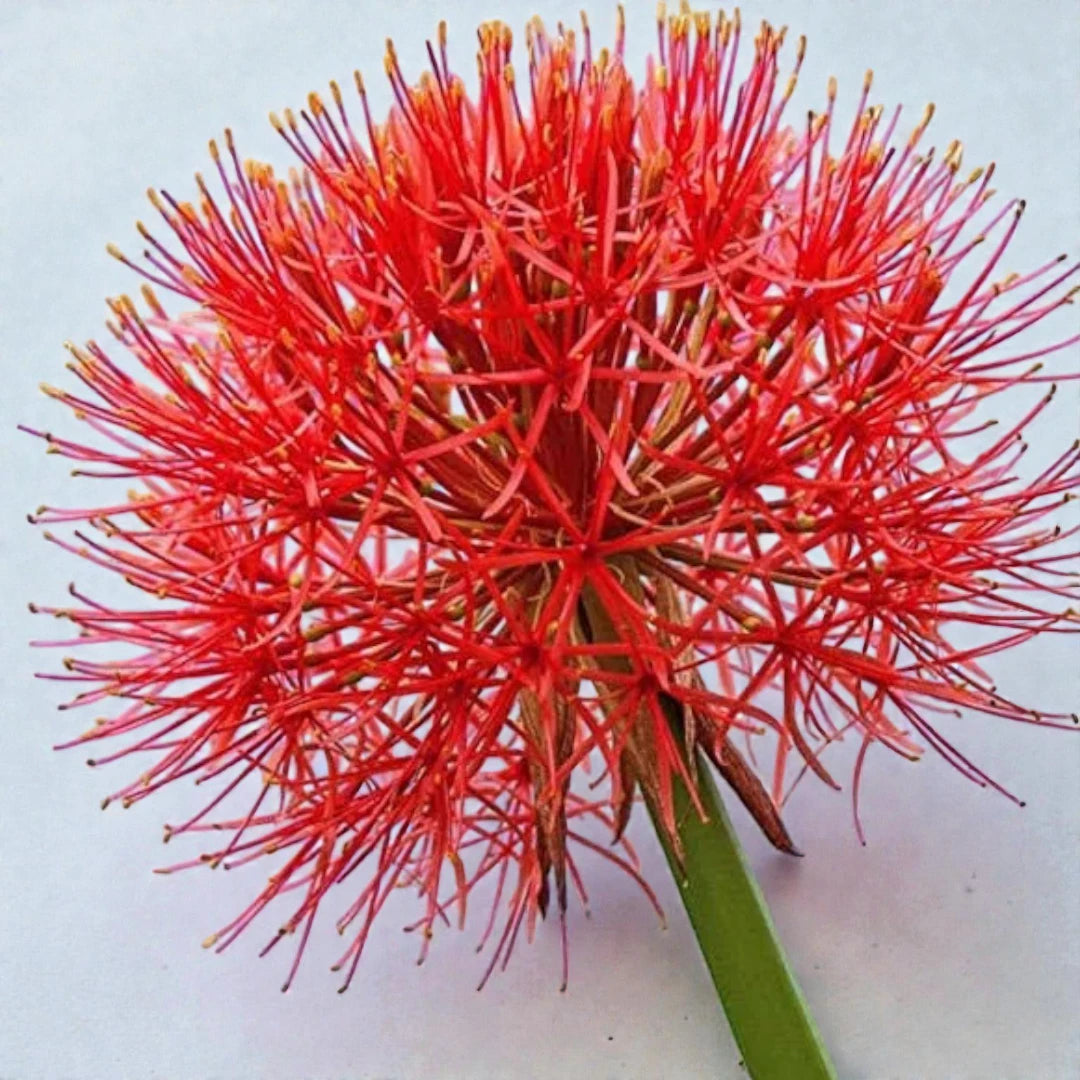 Football Lily Bulb