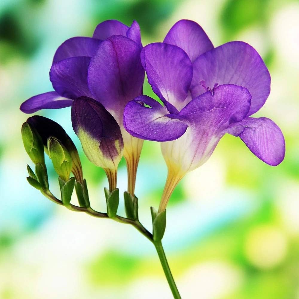 Fressia Lily Bulbs
