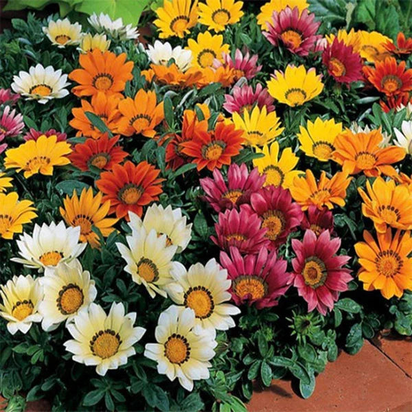 Gazania Mix Hybrid Seeds (40 seeds)