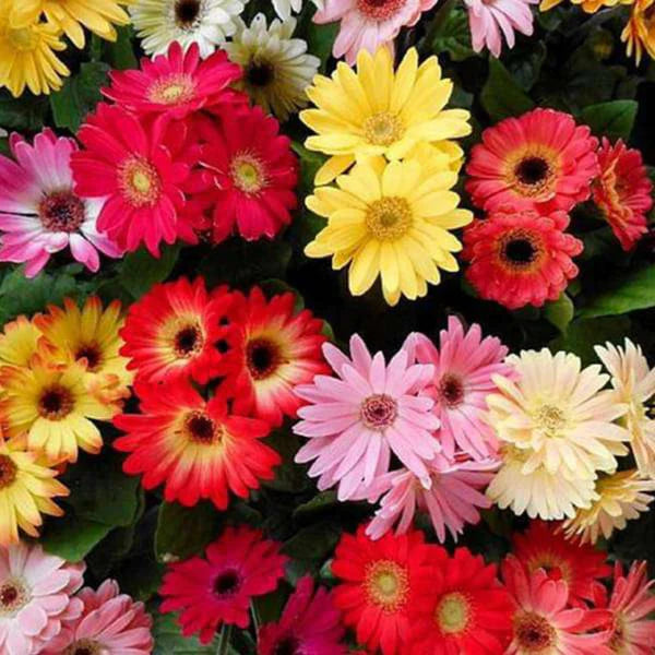 Gerbera Mix Hybrid Seeds (10 seeds)