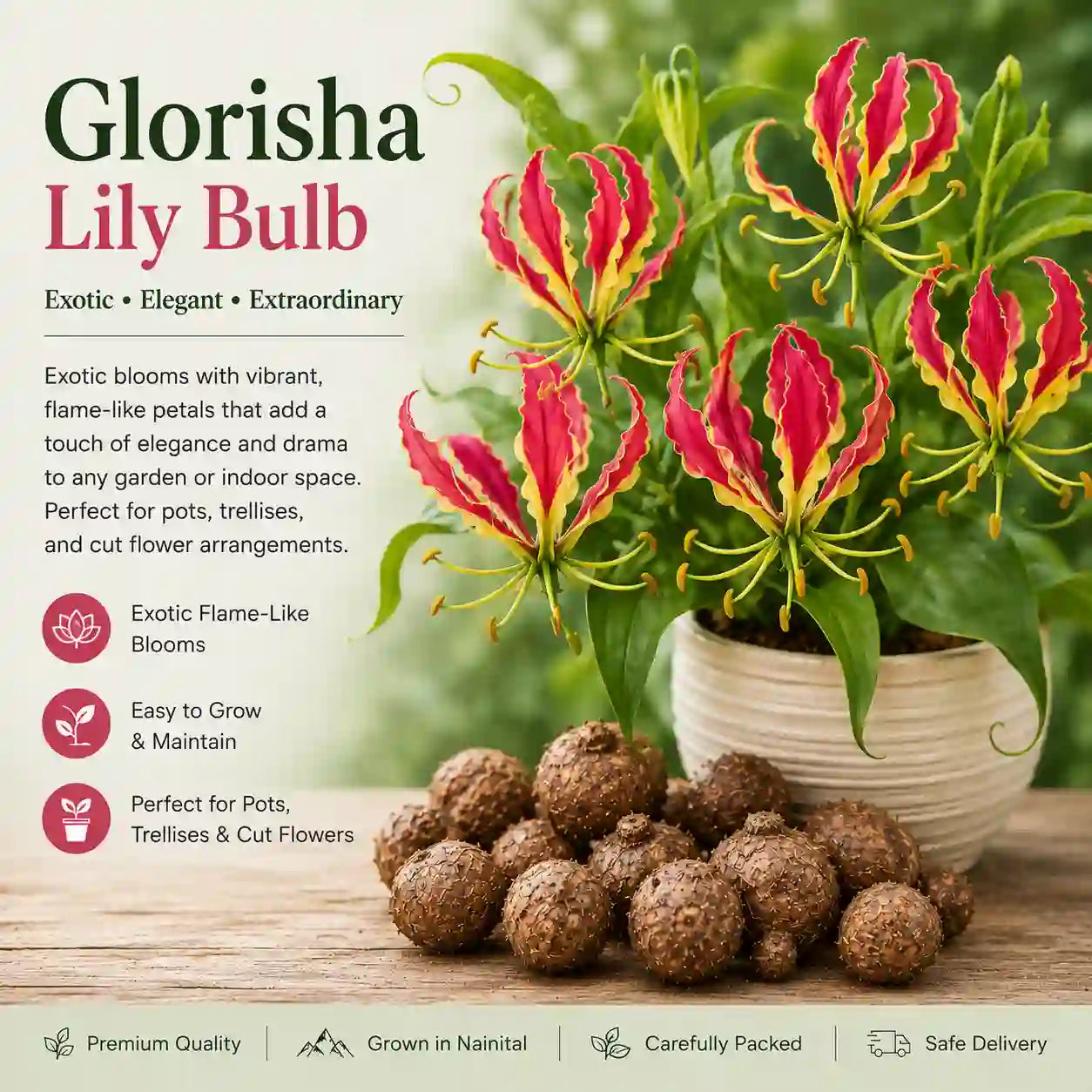 Glorisha Lily Bulb