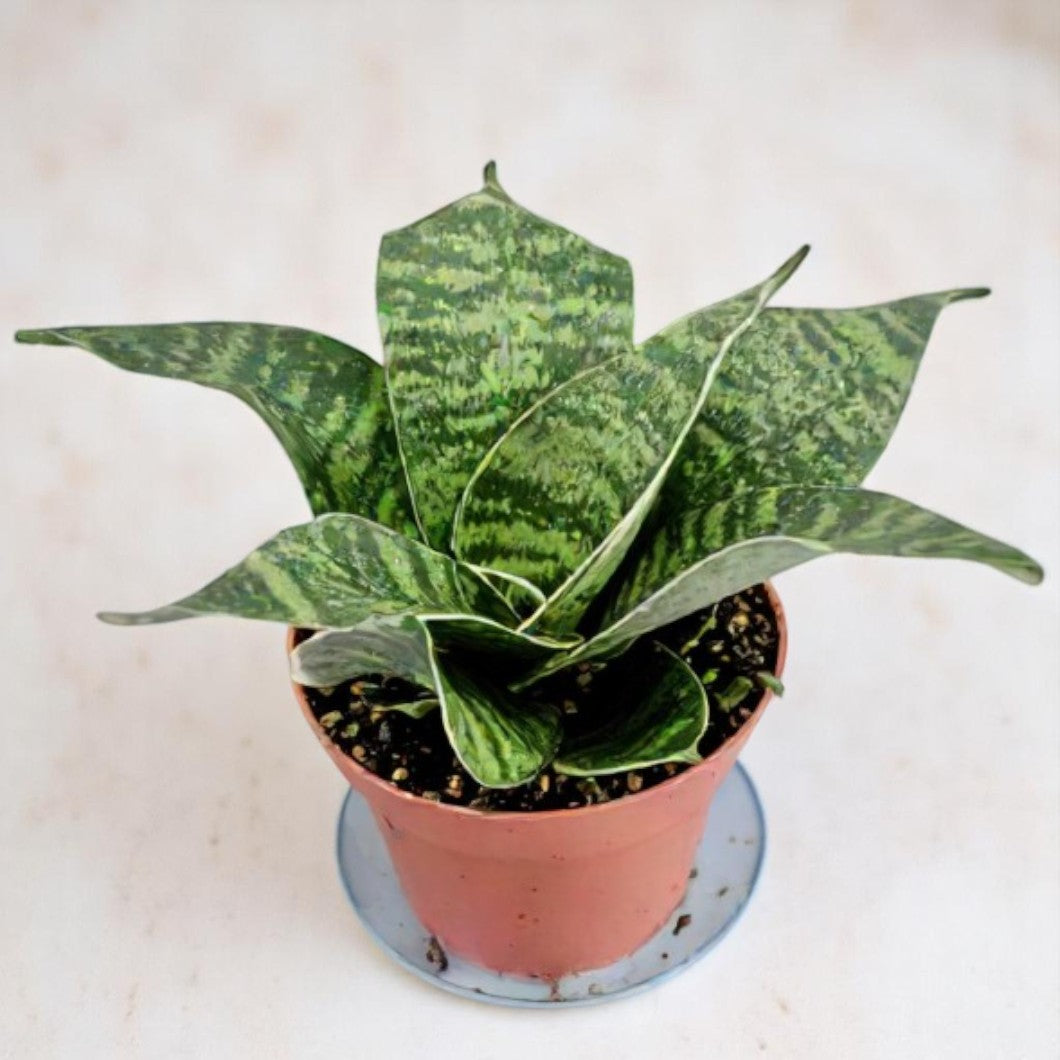 Sansevieria dwarf