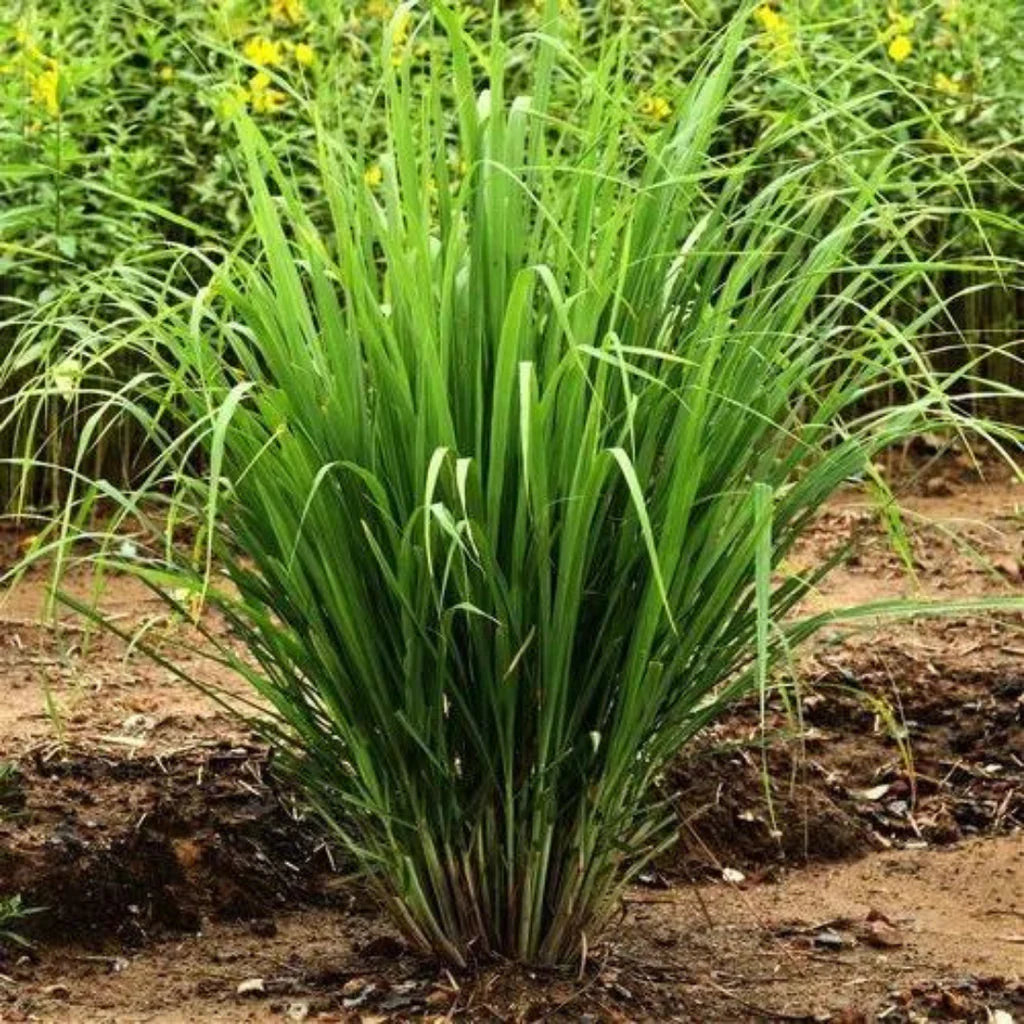LEMON GRASS HYBRID SEEDS (50-70 seeds)