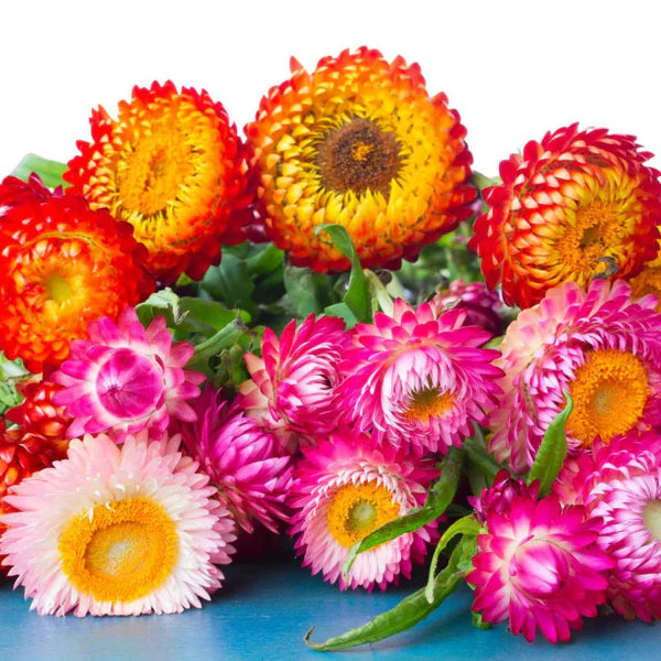 Helichrysum Mixed Hybrid Flower Seed (40 seeds)