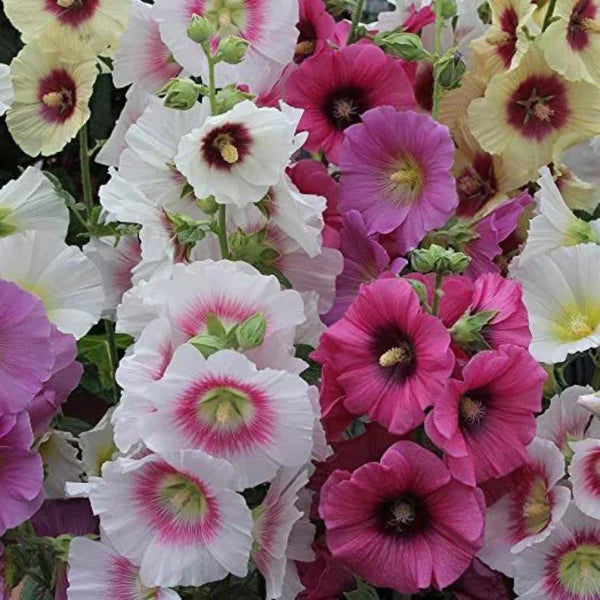 Hollyhock Mix Hybrid Seeds (25 seeds)