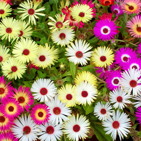 Ice Plant Hybrid Seeds (80-100 seeds)