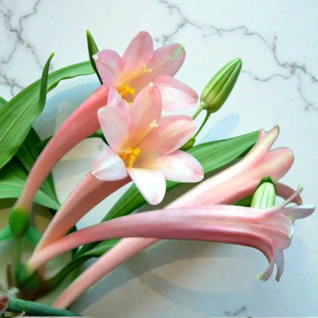 Ifafa Lily Bulbs