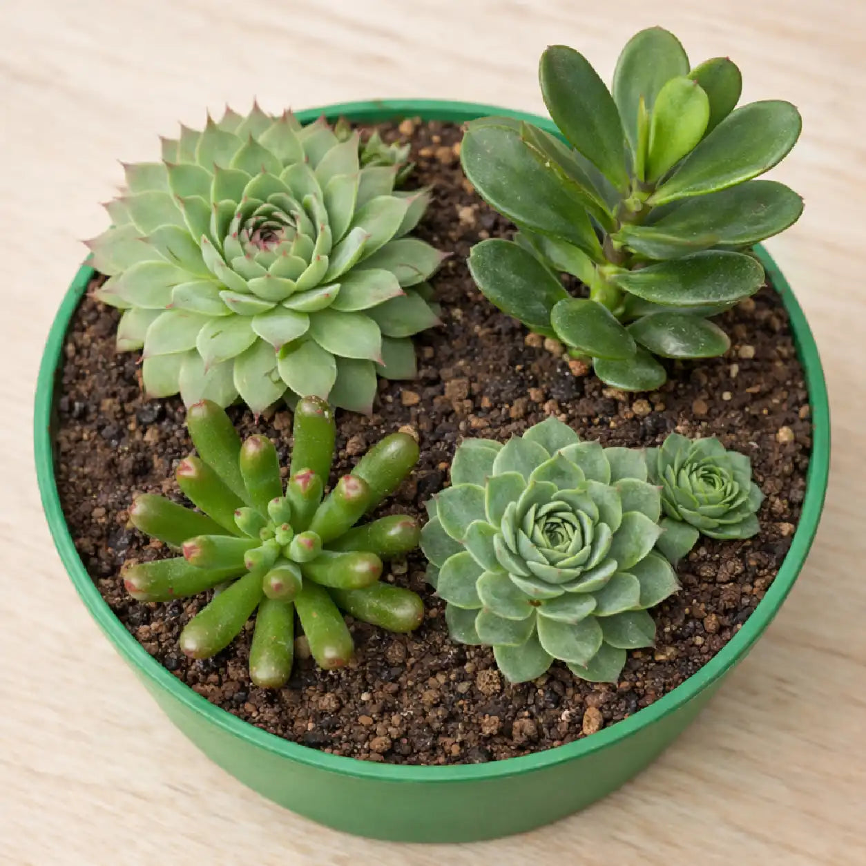Indoor Oasis Set – Premium Succulent Combo for Home &amp; Office by Nainital Succulents