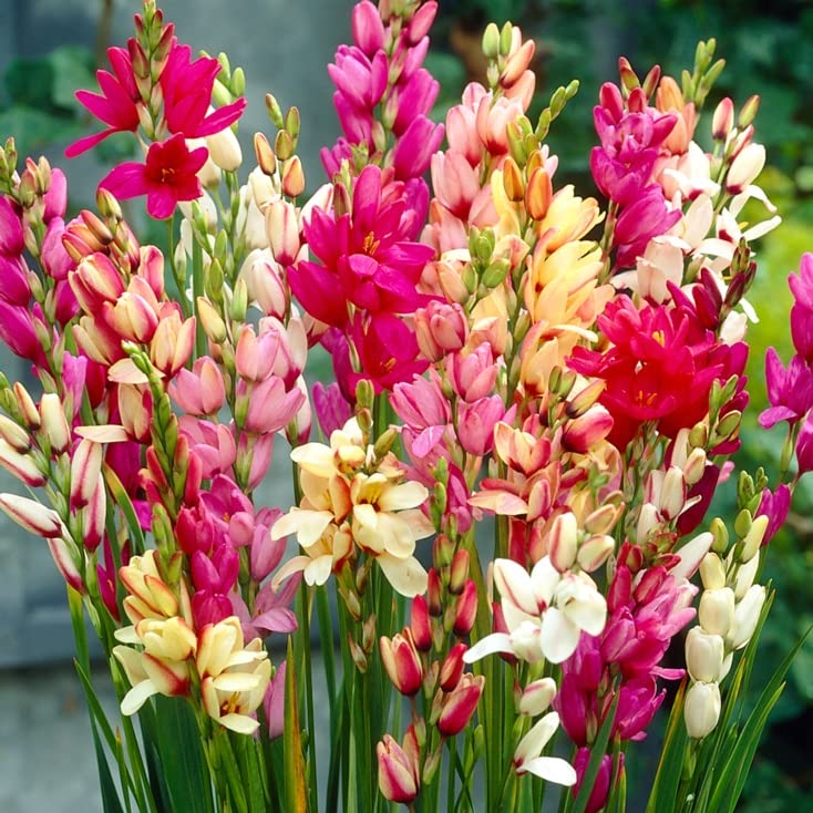 Ixia Bulbs