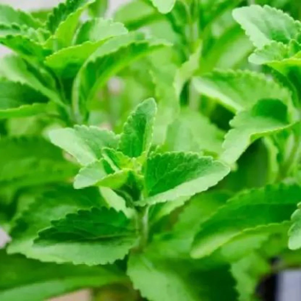 ASHWAGANDHA HYBRID SEEDS (40-50 seeds)