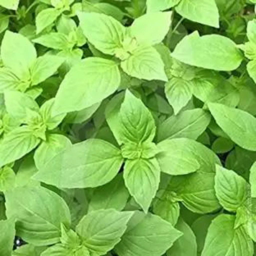 BASIL LEMON HYBRID SEEDS (50 seeds)