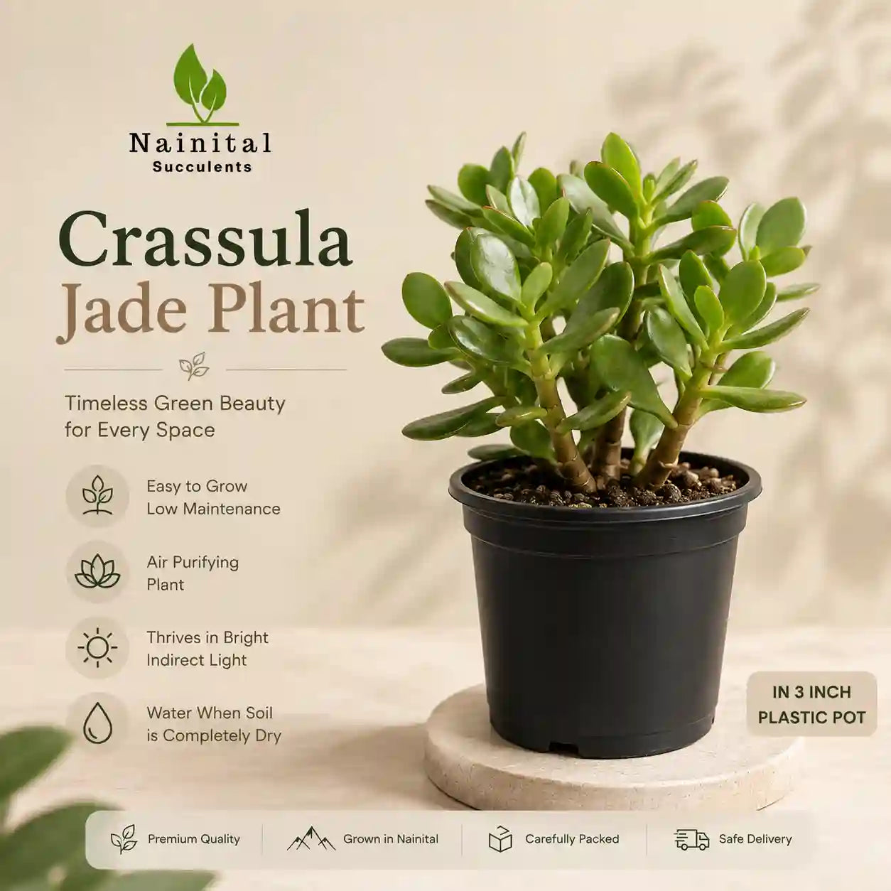 Jade Plant