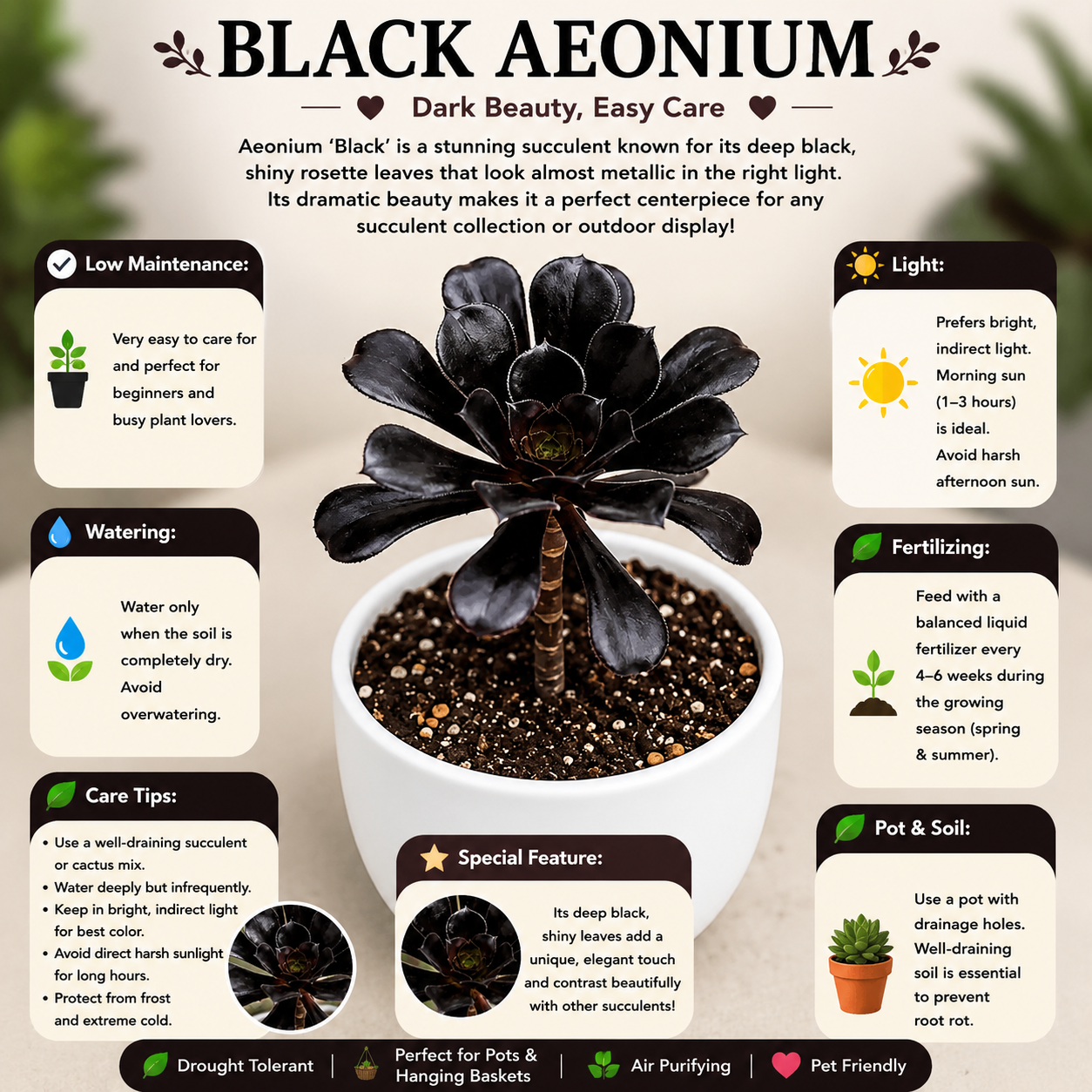 Black Aeonium