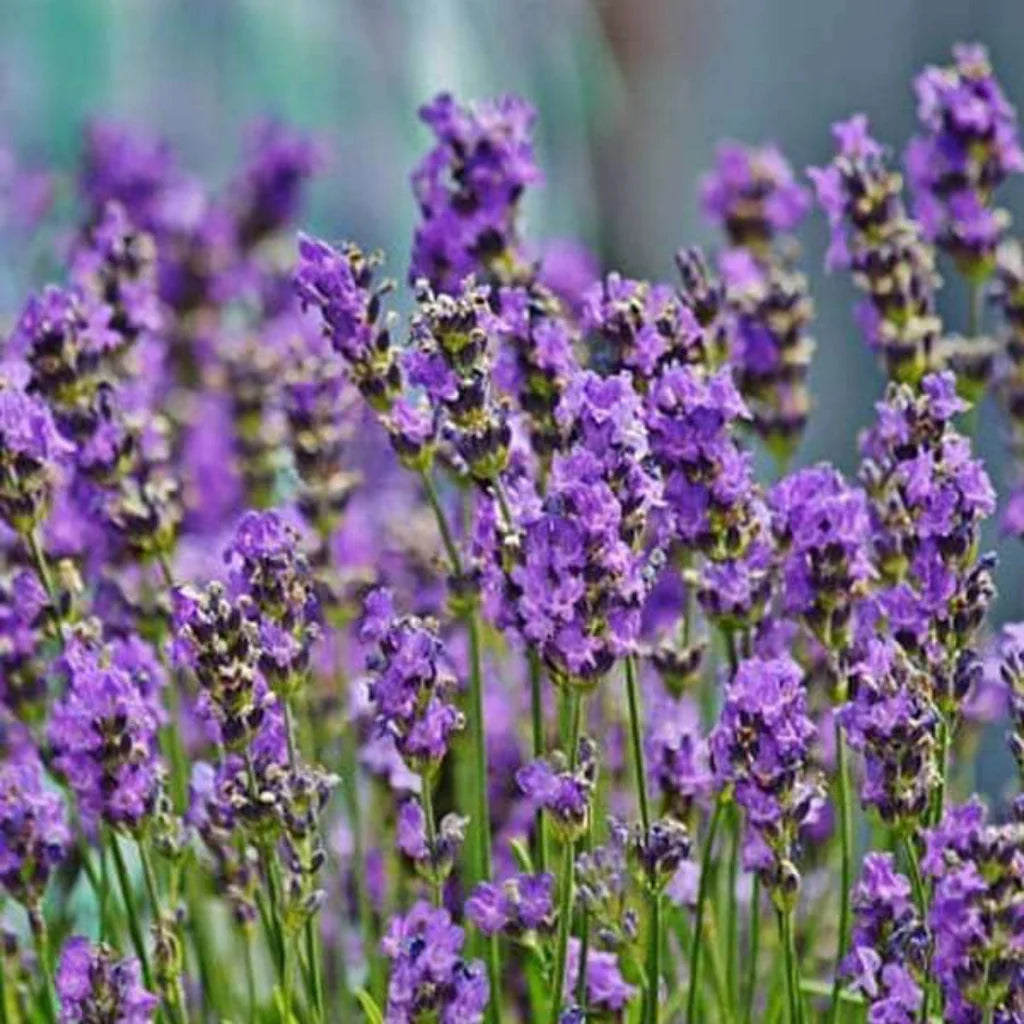 LAVENDER HYBRID SEEDS (30-40 seeds)