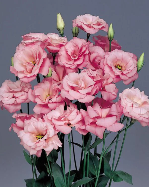 LISIANTHUS PINK HYBRID SEEDS (10 seeds)