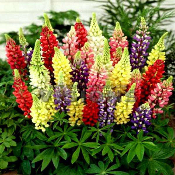 LUPIN MIX HYBRID SEEDS (20 seeds)
