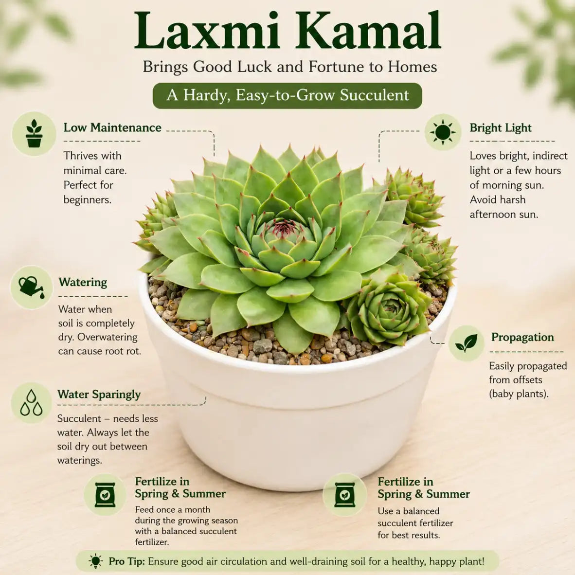 Pocket Friendly Succulent Combo