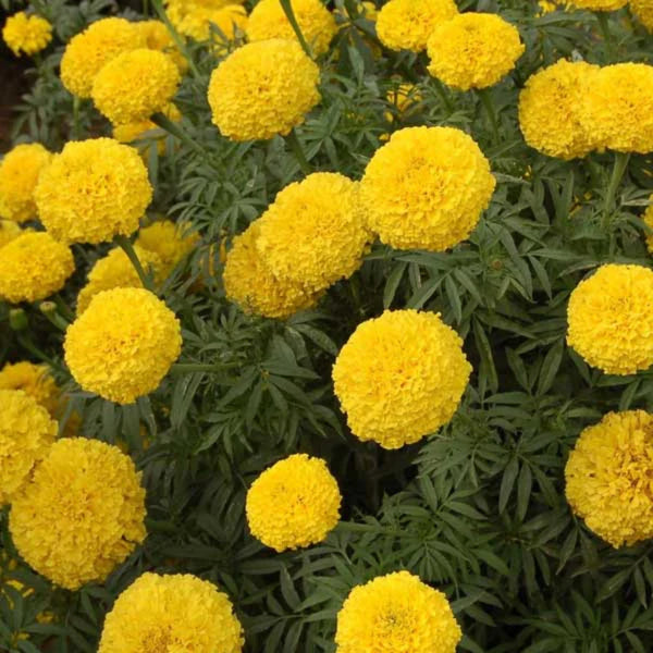 MARIGOLD- PUSA BASANTI HYBRID SEEDS (60 seeds)