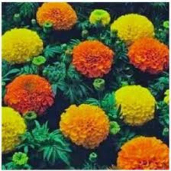 MARIGOLD ( AFRICAN MIX ) HYBRID SEEDS (40 seeds)