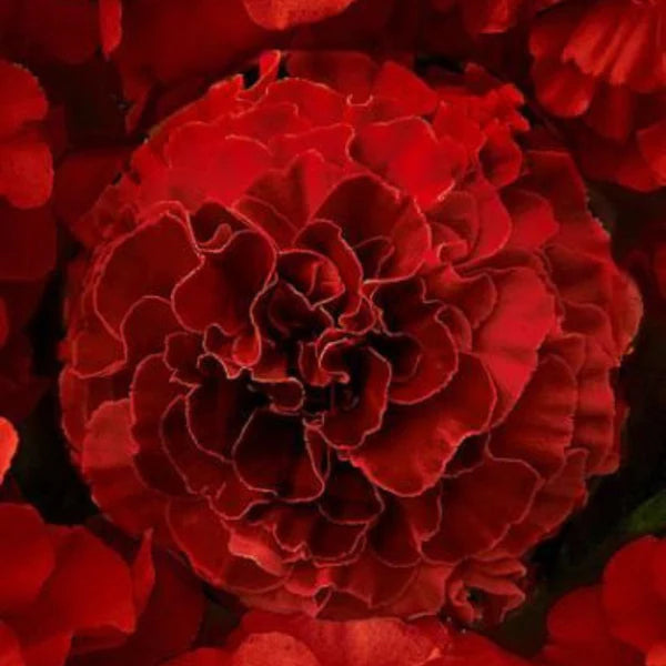 Marigold Dark Red Hybrid Seeds (10 seeds)