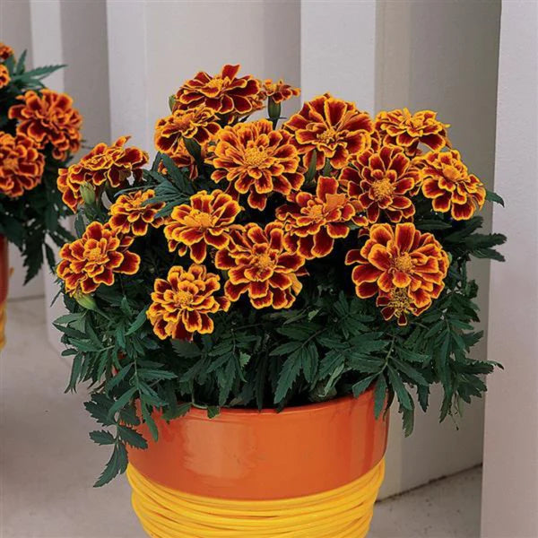 Marigold Flame Hybrid Seeds(10 seeds)