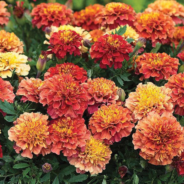 Marigold Strawberry Mix Hybrid Seeds (10 seeds)